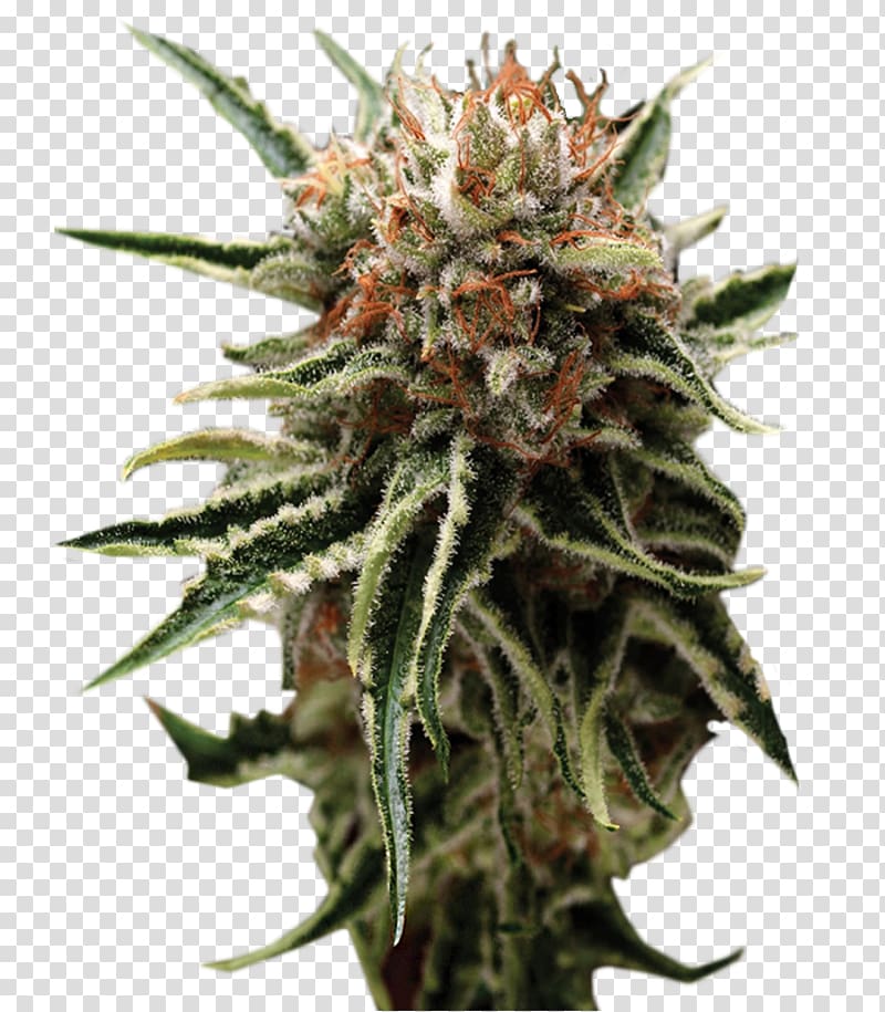 Autoflowering cannabis Seed bank Marijuana Skunk, skunk transparent background PNG clipart