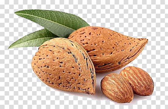 Almond transparent background PNG clipart