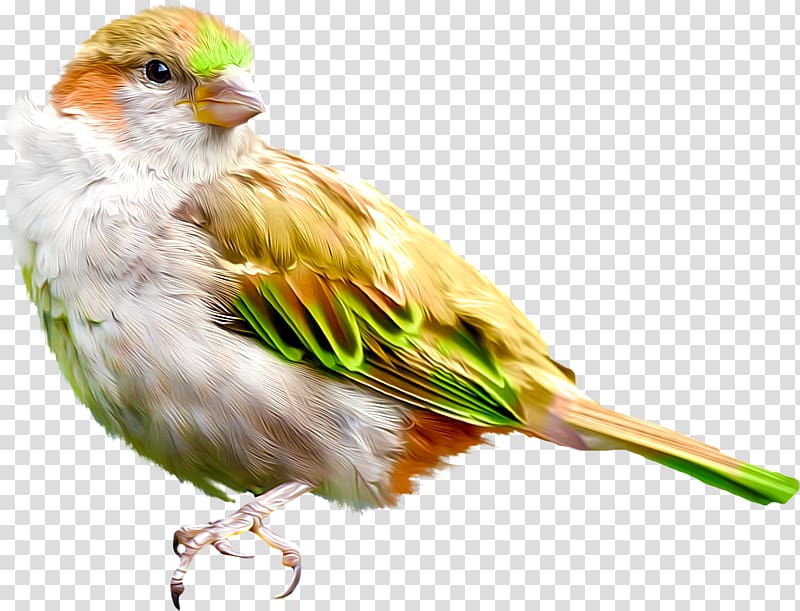 House Sparrow Finches Bird American sparrow, sparrow transparent background PNG clipart