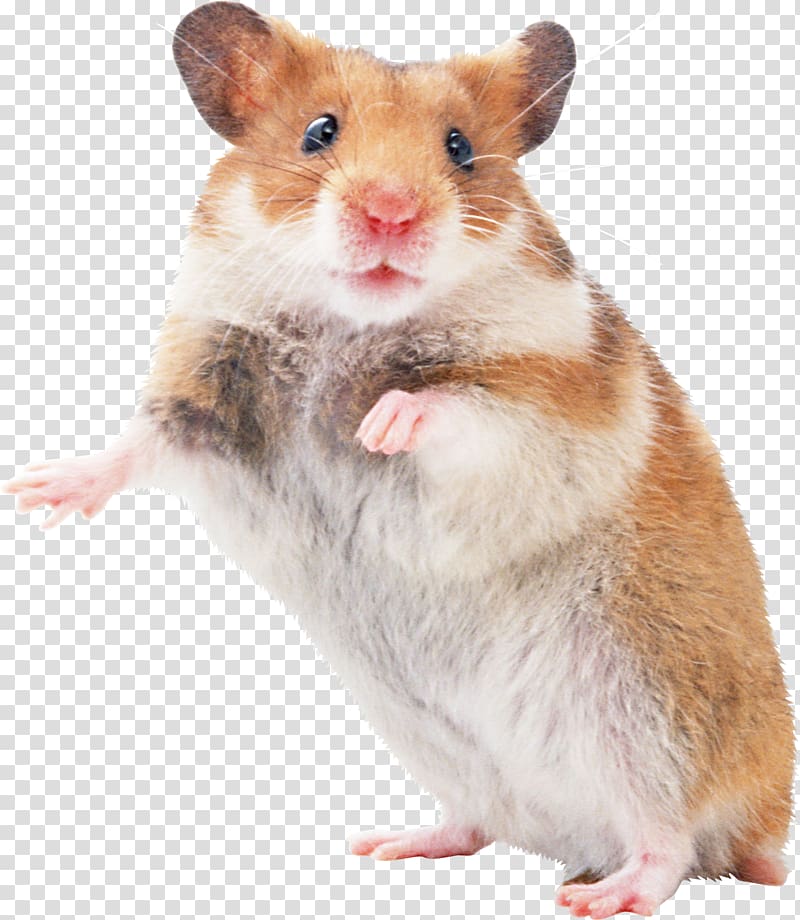 Hamster Mouse Pocket pet Rodent, mouse transparent background PNG clipart