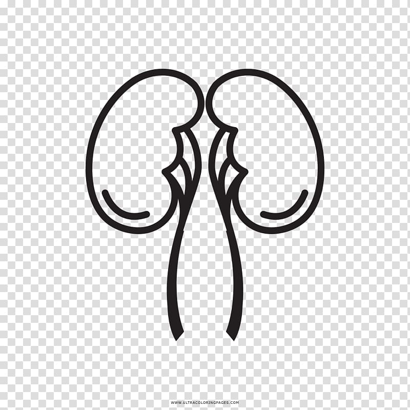 Drawing Kidney graphics, Branch Coloring Page transparent background PNG clipart