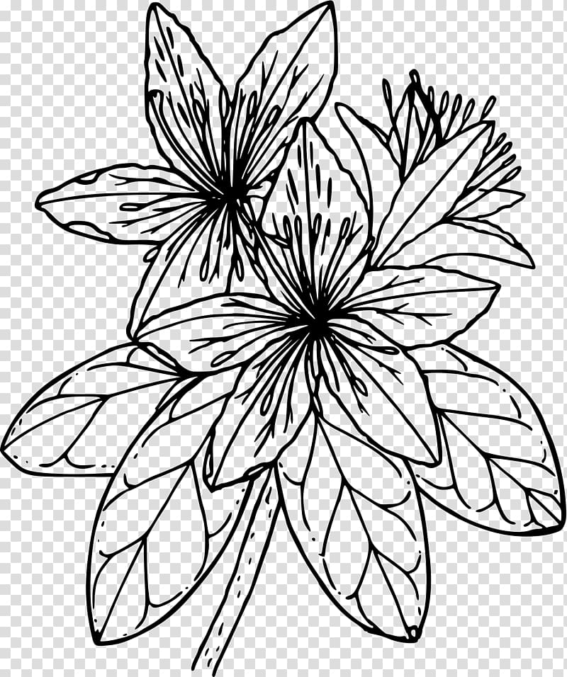 Azalea Drawing , flower Drawing transparent background PNG clipart