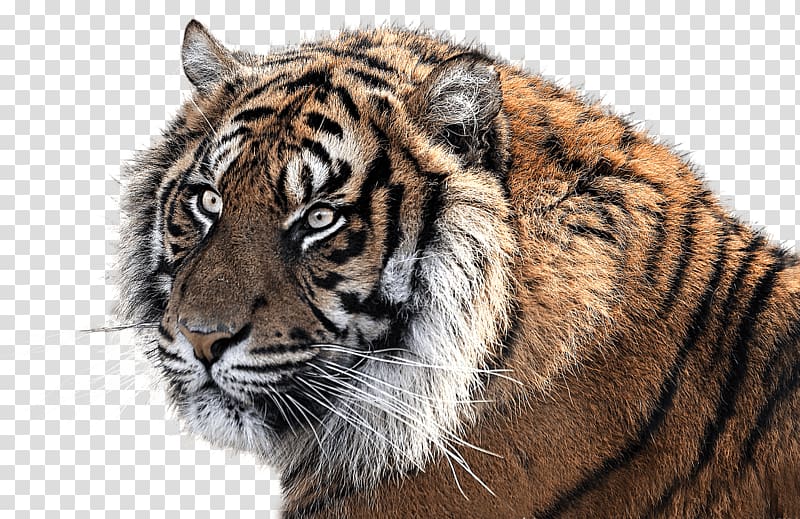 Bengal tiger, Tiger Head Side View transparent background PNG clipart