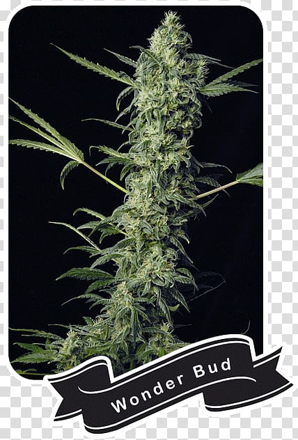 Cannabis sativa Seed Marijuana Online Casino, Cannabis Shop transparent background PNG clipart