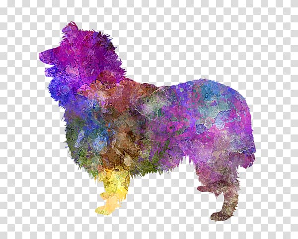 Rough Collie Border Collie Shetland Sheepdog Miniature American Shepherd, Romero transparent background PNG clipart