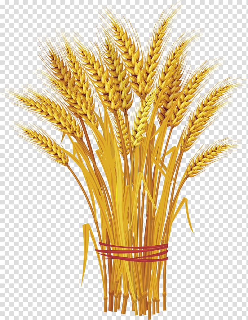 brown wheat grains illustration, Like a Bundle of Reeds: Why Unity and Mutual Guarantee Are Today\'s Call of the Hour Wheat , Wheat transparent background PNG clipart