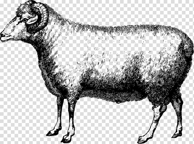 Merino Suffolk sheep Wool Alpaca fiber, pen transparent background PNG clipart