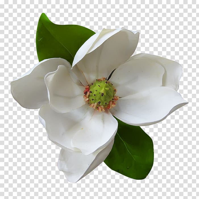 Flower , magnolia flower painting transparent background PNG clipart