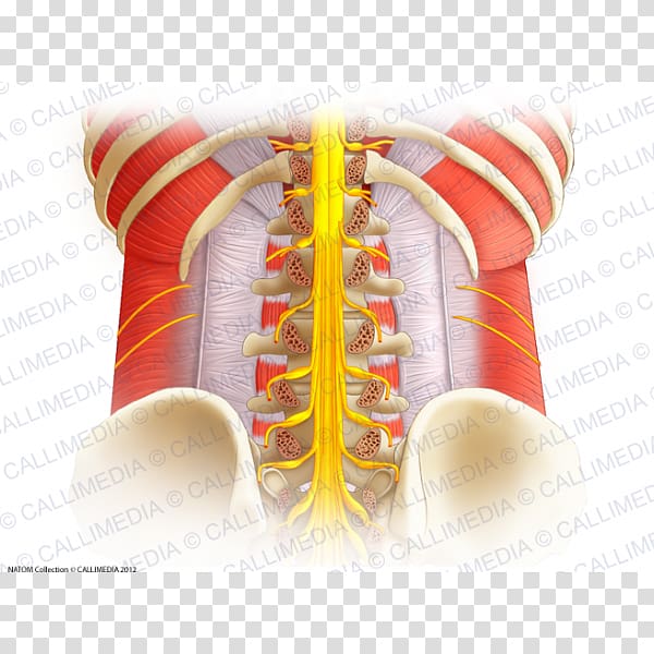 Vertebral column Spinal cord Lumbar vertebrae Anatomy Spinal nerve, vertebral transparent background PNG clipart