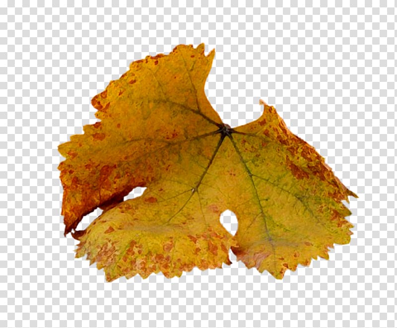 Maple leaf Autumn Yellow, Yellow autumn leaves transparent background PNG clipart