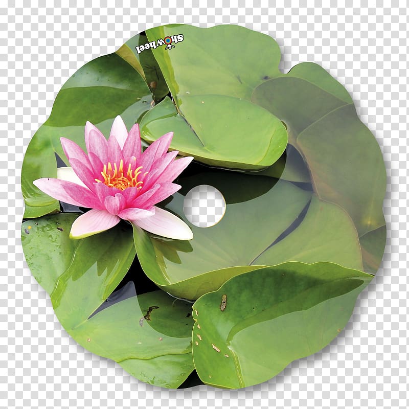 Nelumbo nucifera Petal Leaf MTN Group, Leaf transparent background PNG clipart