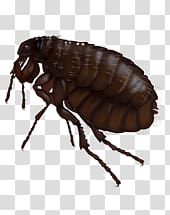 Flea transparent background PNG clipart