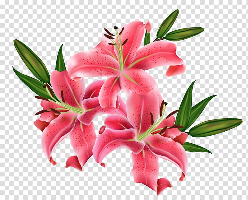 Tiger lily Lilium bulbiferum Flower , red flower transparent background PNG clipart