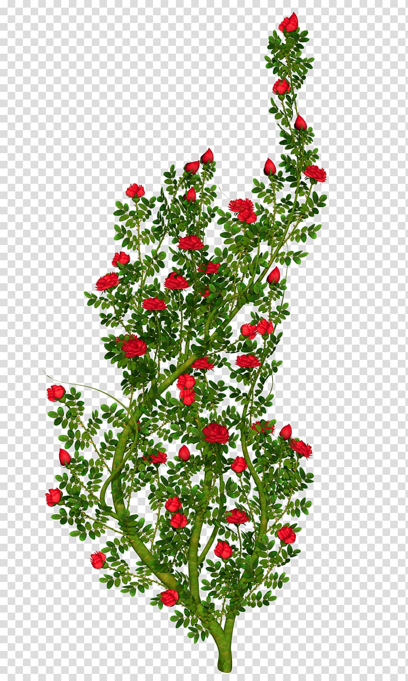 Floral Ornament Rose , bushes transparent background PNG clipart