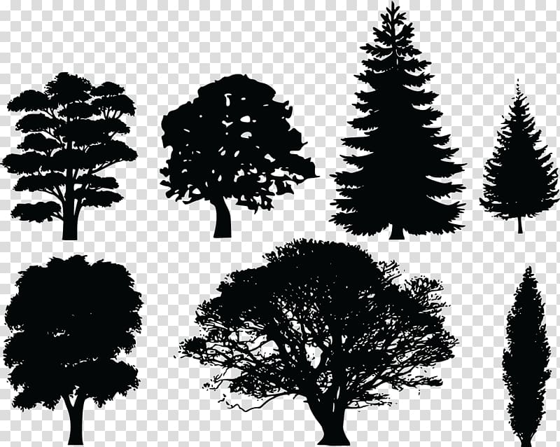 Tree Evergreen Pine , tree transparent background PNG clipart