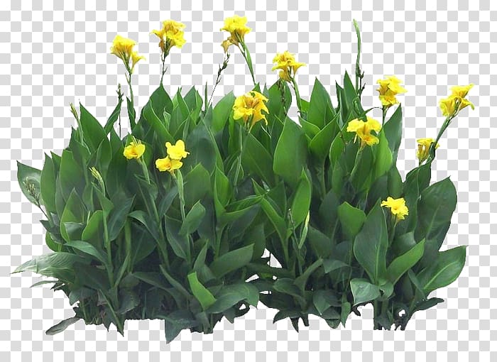 Canna indica Flower Seed, Cannabis transparent background PNG clipart