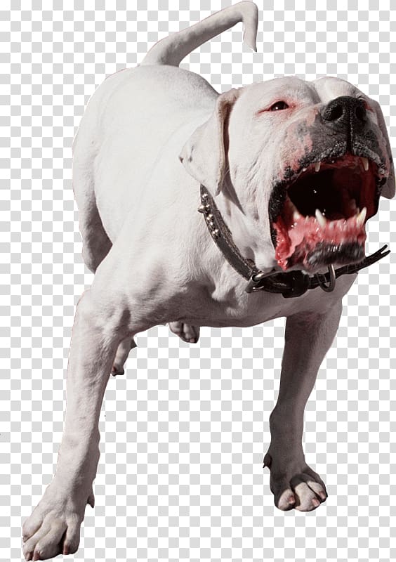 American Pit Bull Terrier Bark Dog bite Pet, ud] transparent background PNG clipart