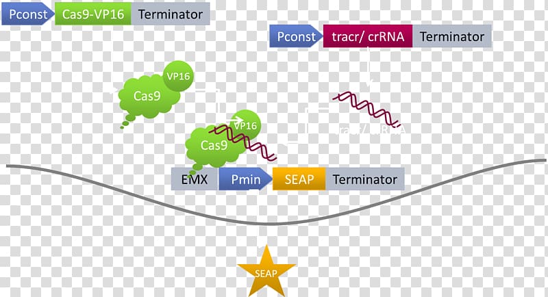 dCas9 activation system Herpes simplex virus protein vmw65 CRISPR, traffic light transparent background PNG clipart
