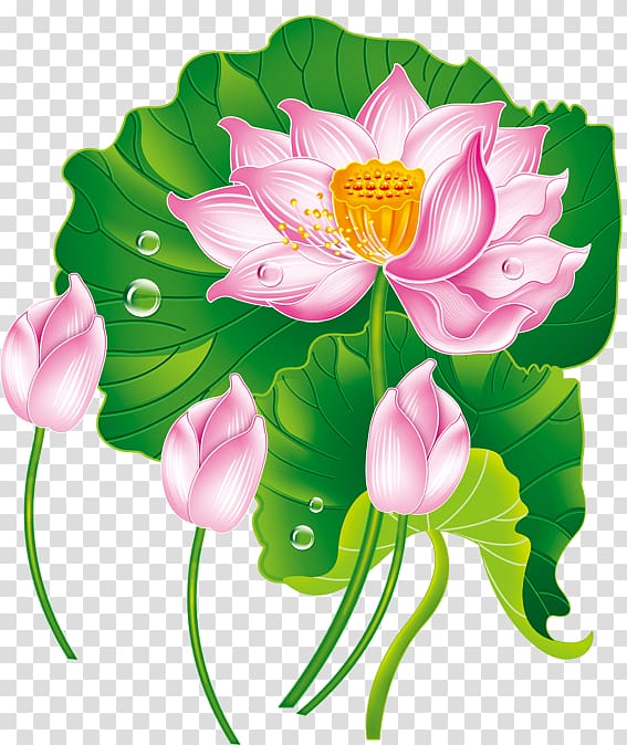 Nelumbo nucifera Euclidean , lotus transparent background PNG clipart
