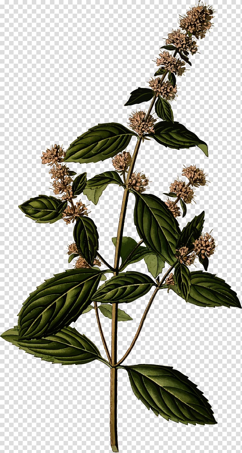 Peppermint Mentha spicata Botany Botanical illustration Herb, pepermint transparent background PNG clipart