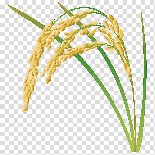 野菜かな Rice Paddy Field Cereal, rice transparent background PNG clipart