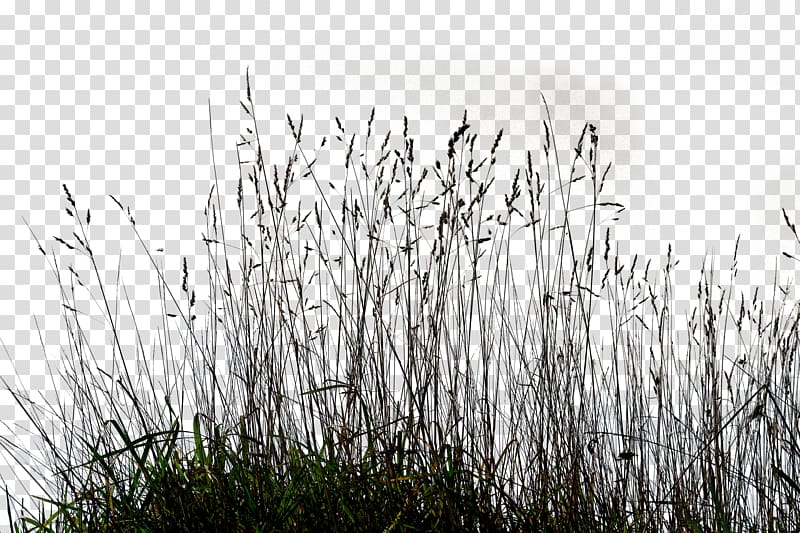 grass illustration, Ornamental grass Lawn , Gallery Tall Grass transparent background PNG clipart