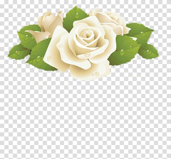 Rose White , Camel on the dew transparent background PNG clipart
