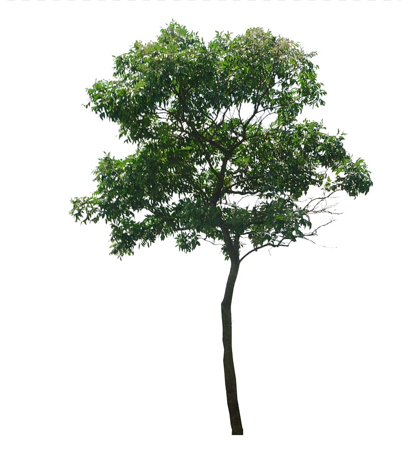 green leafed tree, Tree Dillenia philippinensis Woody plant, tree top view transparent background PNG clipart