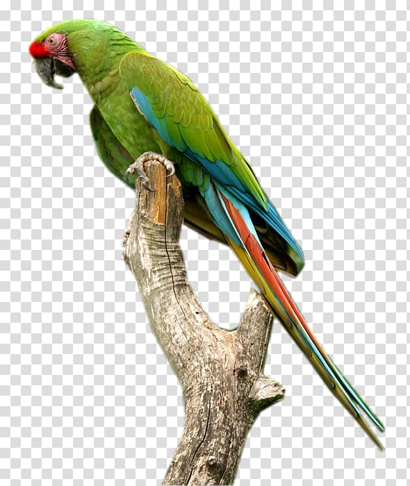 Budgerigar Macaw Parakeet parrot , perroquet transparent background PNG clipart