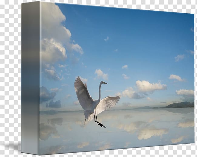 Beak Sky plc, egret poster design transparent background PNG clipart