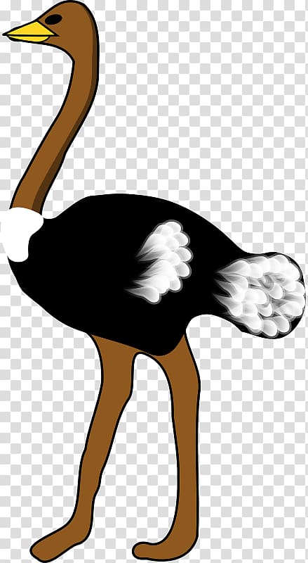 Common ostrich Bird , ostrich transparent background PNG clipart