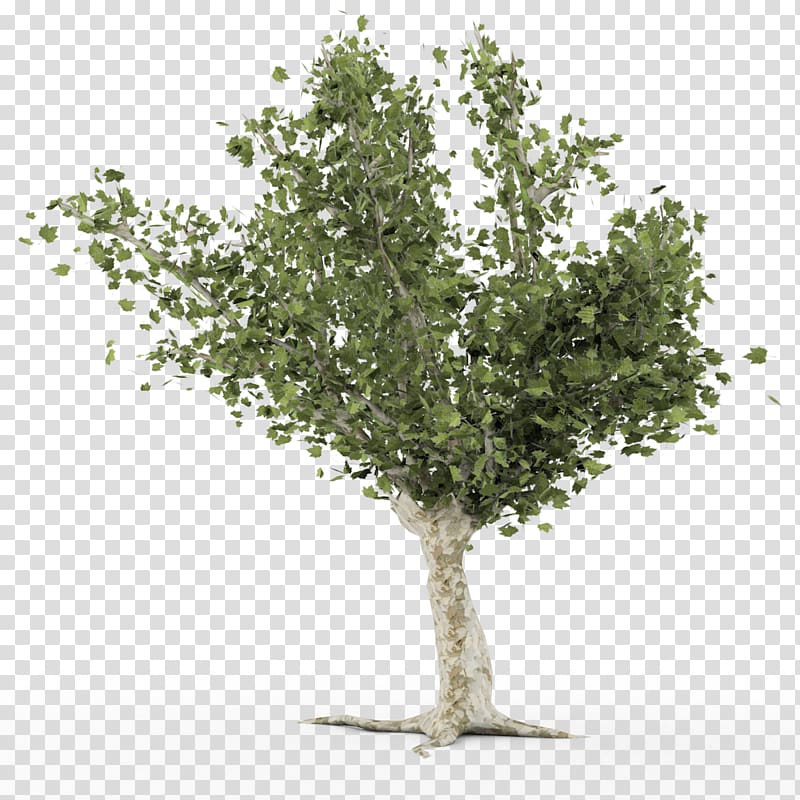 Tree Paper birch Branch, Banner Pack transparent background PNG clipart