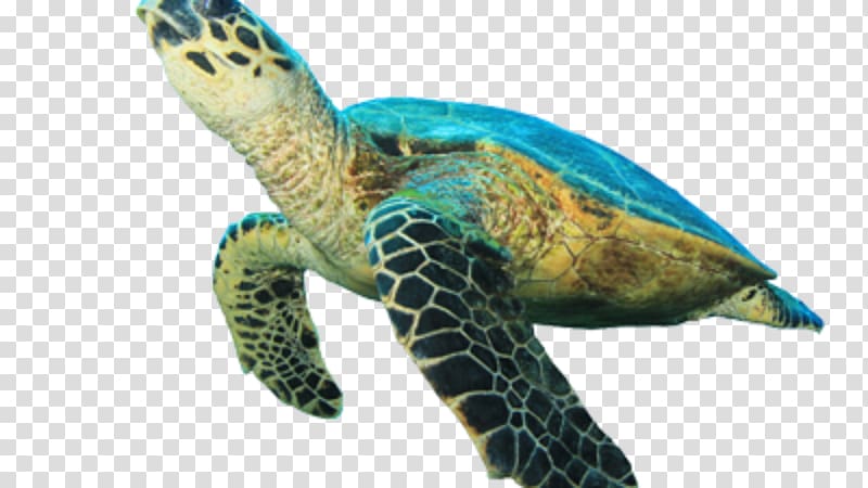 Green sea turtle Hawksbill sea turtle , turtle transparent background PNG clipart