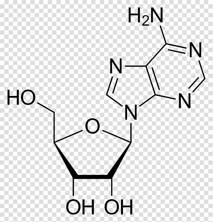 RNA polymerase Nucleotide Adenosine triphosphate DNA, Anti Drug transparent background PNG clipart