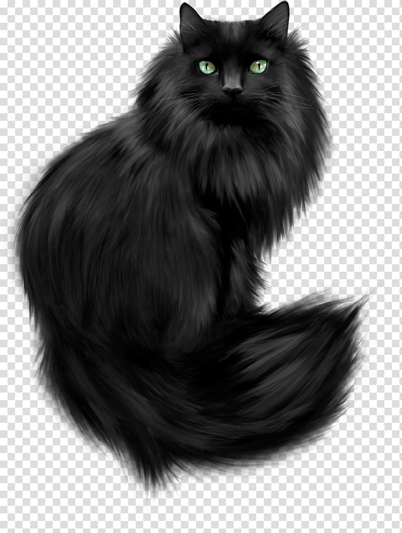 long-haired black cat, Kitten Maine Coon Cat training Black cat , cats transparent background PNG clipart