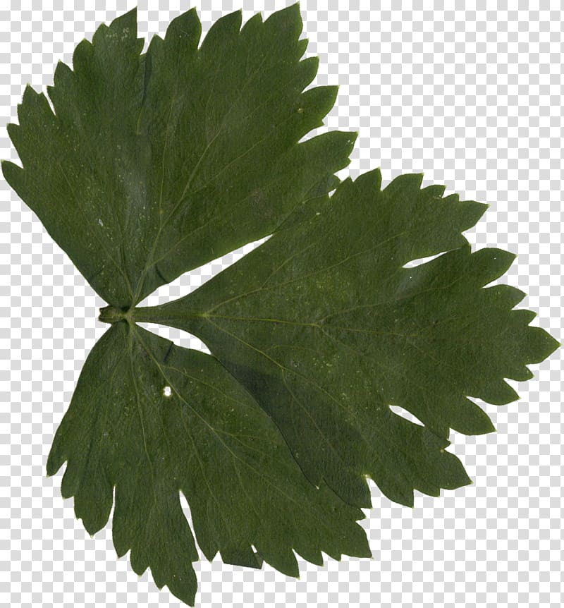 Leaf Grape leaves, leaves transparent background PNG clipart