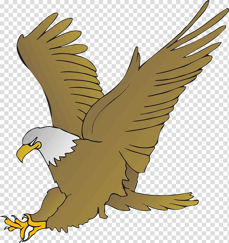Bald Eagle Cartoon Drawing , eagle transparent background PNG clipart