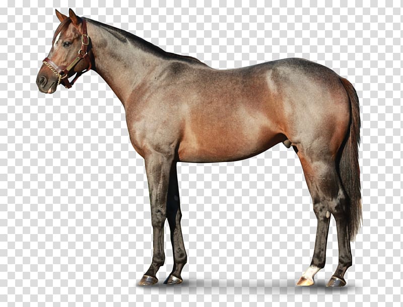 Stallion Mustang Moyle horse Pony Narragansett Pacer, mustang transparent background PNG clipart