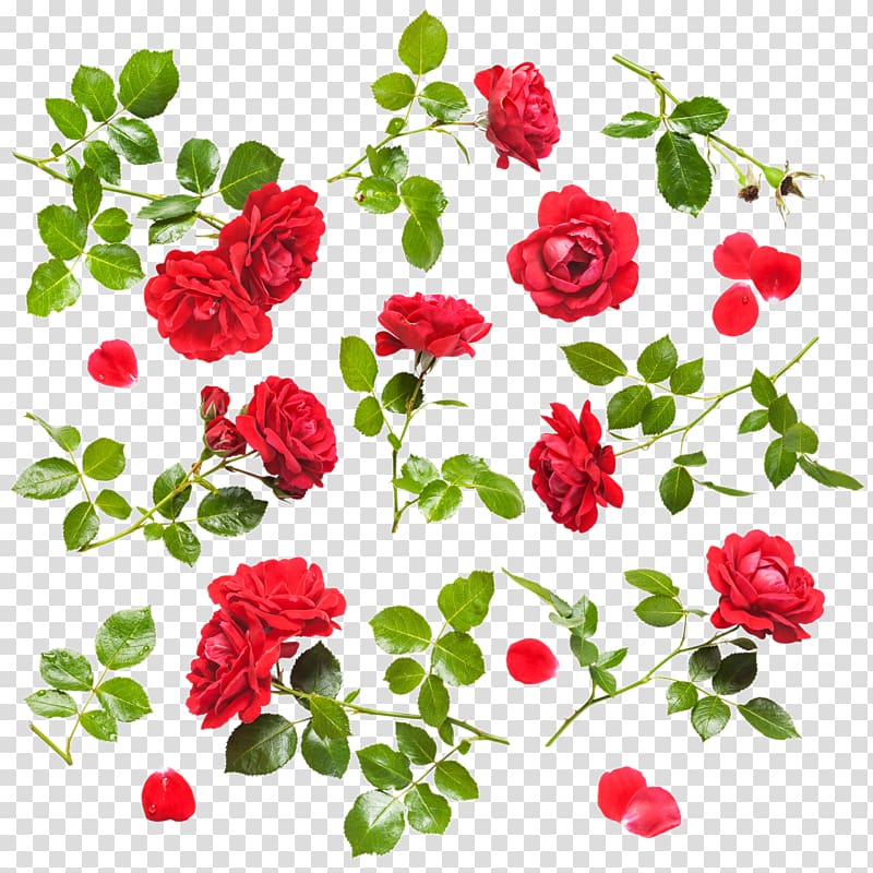 Rose Flower Drop , Red Rose transparent background PNG clipart