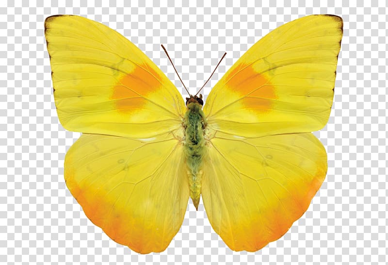 Butterfly Gossamer-winged butterflies , butterfly transparent background PNG clipart
