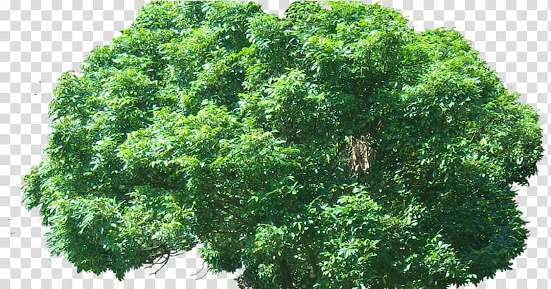 Branch Oriental Arbor-vitae Plant Tree Evergreen, plant transparent background PNG clipart