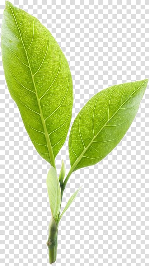 green leaf, Green tea Mighty Leaf Tea Company, Two tea leaf transparent background PNG clipart