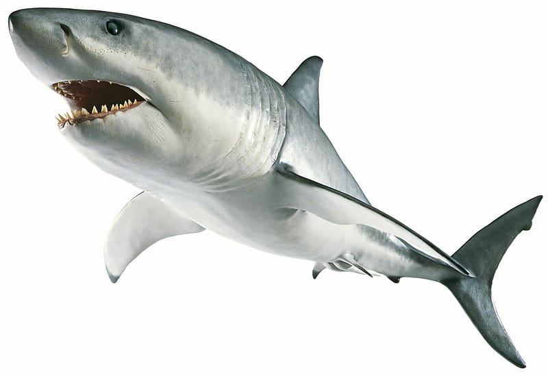 great white shark illustration, Shark Jaws Great white shark , Shark transparent background PNG clipart