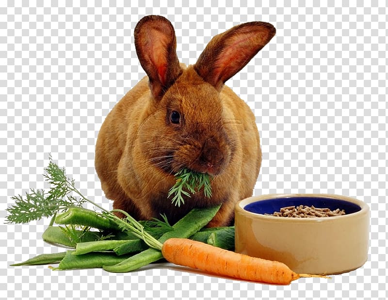 Rex rabbit Carrot cake Eating, eat transparent background PNG clipart