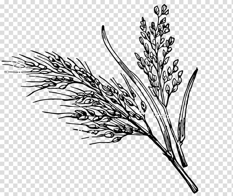 Black and white Wild rice White rice , rice transparent background PNG clipart