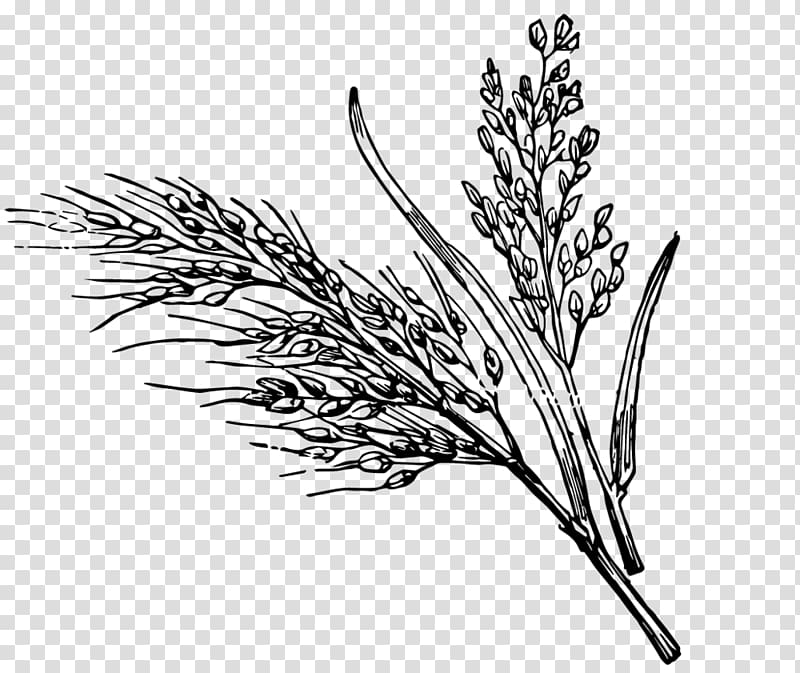 rice plant clipart black and white