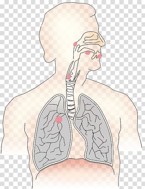 Respiratory system Breathing Respiratory tract Lung Human body, nose transparent background PNG clipart