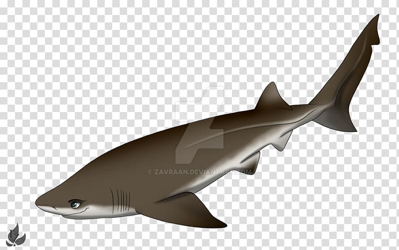 Squaliform sharks Requiem sharks Bluntnose sixgill shark Cartilaginous fishes Bigeyed sixgill shark, shark eating seal transparent background PNG clipart