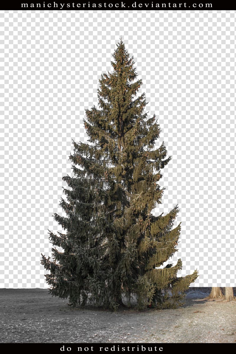 Fir Pine Spruce Tree Plant, fir-tree transparent background PNG clipart