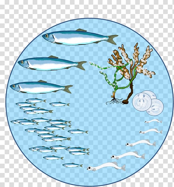 Herring Biological life cycle Reproduction Biology Fish, Oklahoma Department Of Agriculture Food And Forest transparent background PNG clipart